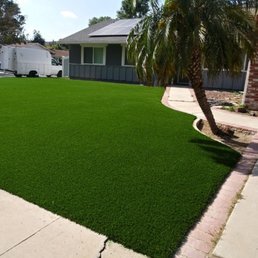 Front yard turf with palm tree